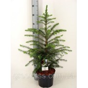 Ель сербская -- Picea omorika фотография