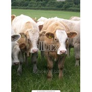 Тёлки и быки породы Аулиекольская фотография