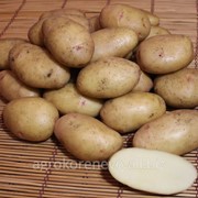Семенной картофель с. Великан (суперэлита) фото