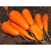 Морковь оптом фото