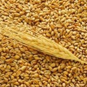 Пшеница озимая 3 класс