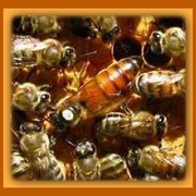 Продаю пчелиных маток и пчелопакеты фотография