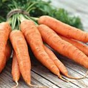 Семена моркови.Морковь Сантанэ фотография