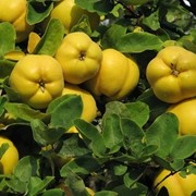 Айва яблоковидная обыкновенная фото