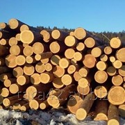 Лес-кругляк и бревна фото
