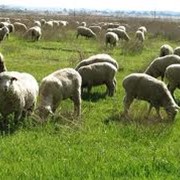 Продажа овец фотография