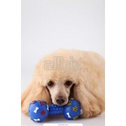 Игрушки для домашних животных фото