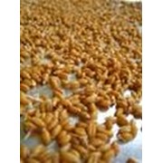 Емена озимой пшеницы Гарант
