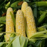 Семена кукурузы INNAGUA фото