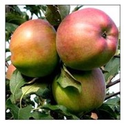Яблоня сорт Росавка. фото