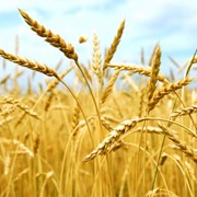 Семена пшеницы 1 репродукция фото
