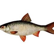 Рыба антистресс Плотва Д50 4085/ЦВ/50 фото