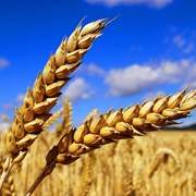 Семена пшеницы фотография