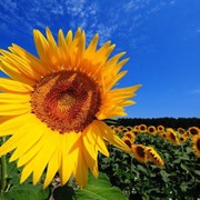 ЕС РОЗАЛИЯ семена подсолнечника euralis фото