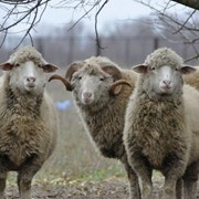 Племенное поголовье: баран, овцематка, ярка, молодняк