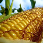 Кукуруза урожай 2013 - возможен экспорт