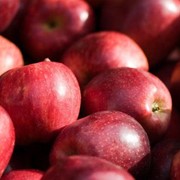 Яблоки разных сортов фото