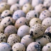 Яйца перепелиные пищевые. Харьков.