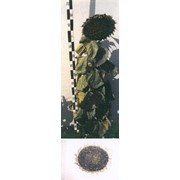 Гибрид валькирия, семена подсолнечника фото