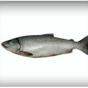 We can offer Fresh frozen Salmon Coho/Кижуч from Chile. фото