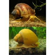 Canal Snail фото