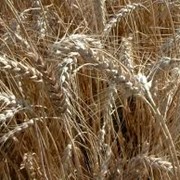 Семена озимой пшеницы Иришла (1репродукция и элита )