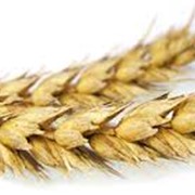 Пшеница фуражная оптом фото