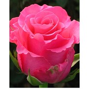 Розы чайно-гибридные Ballet фотография