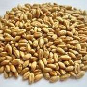 Пшеница фуражная, пшеница на экспорт фотография