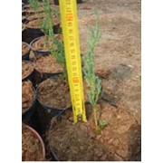 Выращивание экспериментальное Можжевельник скальный Blue Arrow Juniperus scopulorum фотография