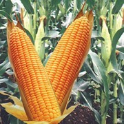 Гибрид кукурузы ВН 6763 (ВНИС)