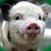 Свиньи фото