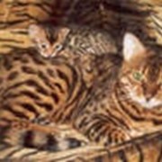 Шкура бенгальской кошки