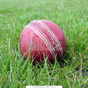 Мячи для крикета фото