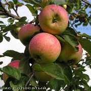 Яблоки летние, местные фото