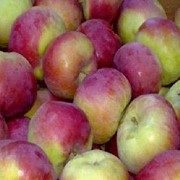 Яблоки Лобо от производителя фото