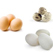 Инкубационное яйцо От 12 за 1 шт. фото