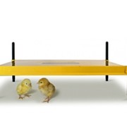 Брудер Brinsea Eco-Glow 50 для цыплят фото