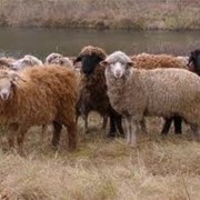 Племенные овцы, ягнята, ярки, разведение, продажа. Скот крупный рогатый племенной фото