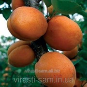 Саженцы абрикоса Голд Річ фото