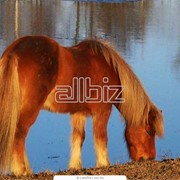 Лошади фото