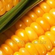 Семена кукурузы. фотография