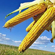 Кукуруза зерно, купить, заказать, Украина фото