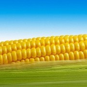 Feed Corn фото