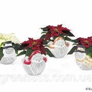 Пуансеттия (молочай красивейший) -- Euphorbia pulcherrima фото