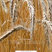 Пшеница, соя, кукуруза, масло подсолнечное, масло кукурузное фото