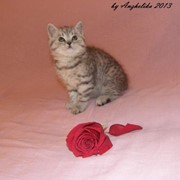 Котенок скоттиш-страйт красивого рисунчатого окраса фото