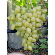 Виноград сорт Аркадия, Саженцы винограда средних сортов, Саженцы винограда средних сортов от производителя