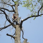 Валка аварийных деревьев с привлечением промышленных альпинистов фото