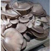 Доставка грибов, грибы от производителя фото